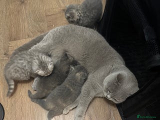 British Shorthair cats British Shorthair-Blue cream/Tabby kittens - Advert 5