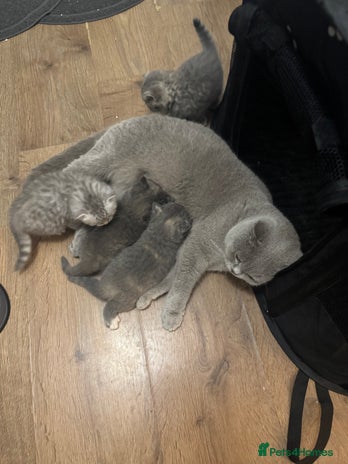 British Shorthair cats - Advert 11