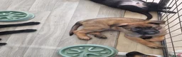 German Shepherd dogs for sale: READY NOW 🐶 GERMAN SHEPHERD PUPPIES  - Advert 3