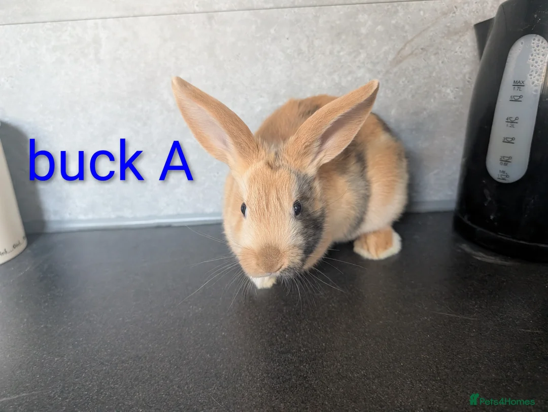 Mixed Breed rabbits for sale: Baby bunnies in Llanelli - Advert 1