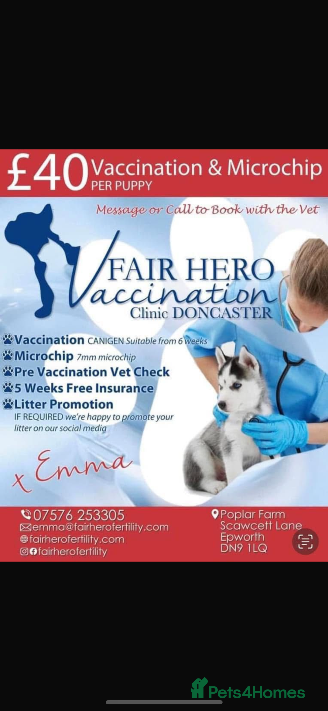 Dachshund dogs for sale: Dachshund boy ready for his new home  - Image 6