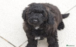 Poochon dogs for sale: F1 Poochon puppy for sale - Image 8