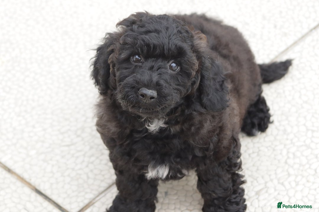 Poochon dogs for sale: F1 Poochon puppy for sale - Image 8