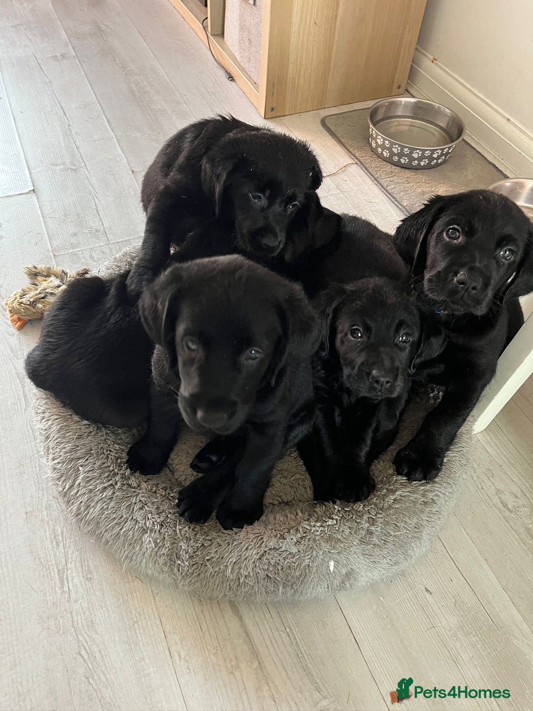 Goldador dogs for sale: Goldador puppies for sale  - Image 3