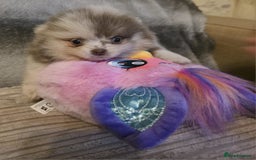 Pomeranian dogs for sale: Rare miniature Teddy face pomeranian puppies  - Image 27