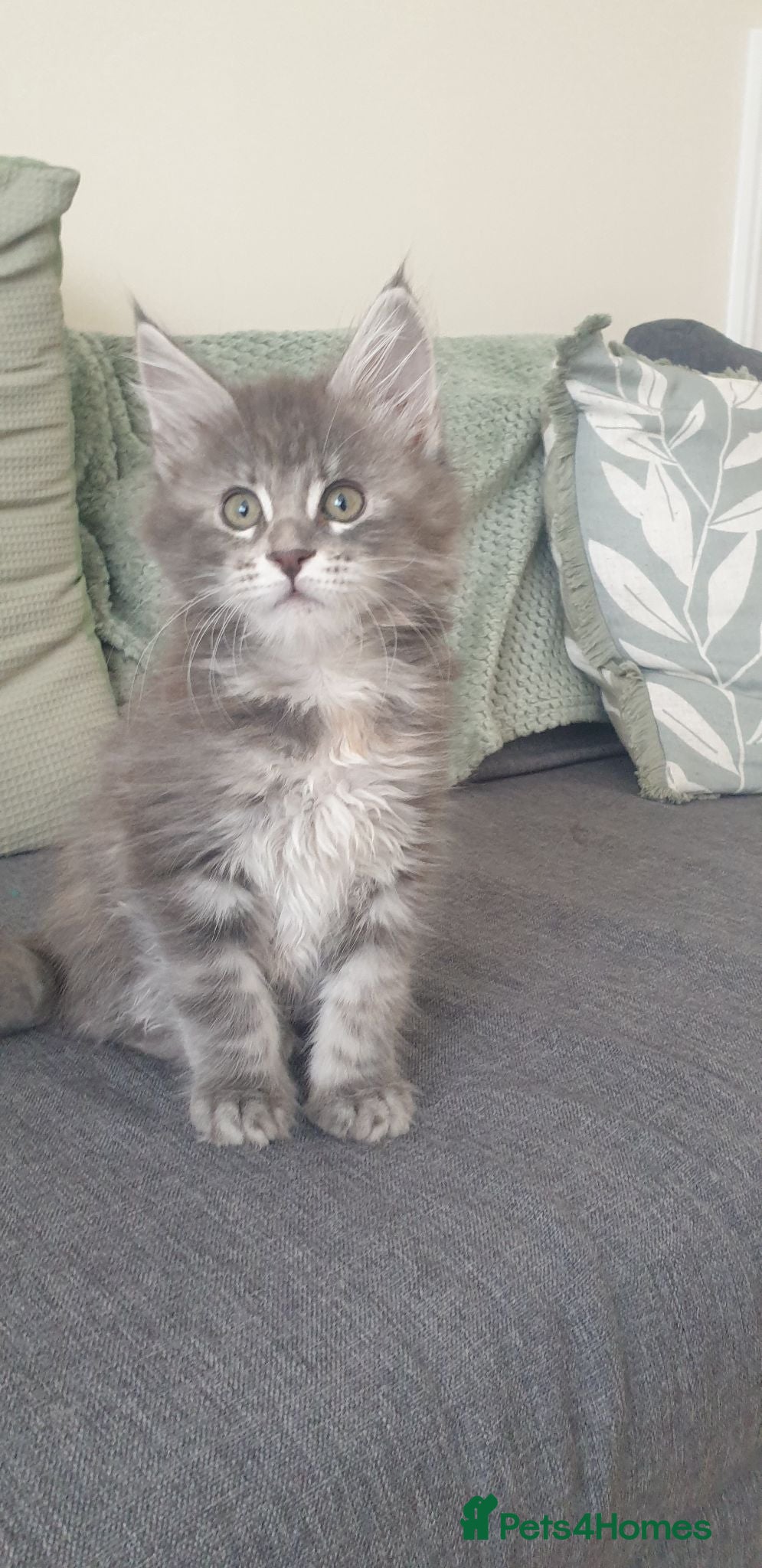 Maine Coon cats Tica registered Maine Coons 1 girl remaining - Advert 6
