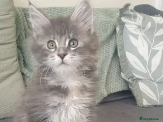 Maine Coon cats Tica registered Maine Coons 1 girl remaining - Advert 6