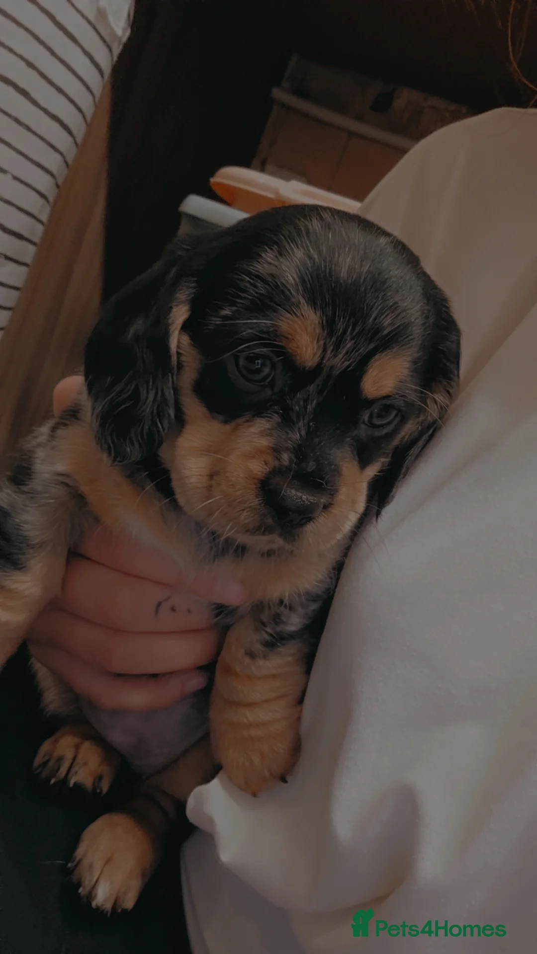 Mixed Breed dogs for sale: Daschund X Pug - Advert 16