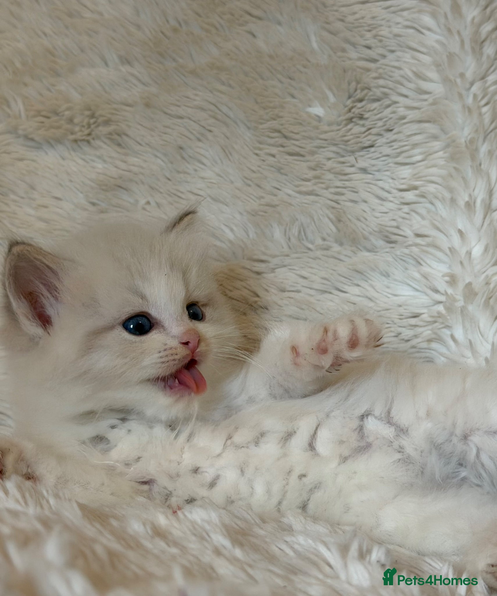 Ragdoll cats for sale: Blue Bi-Colour European Kittens!🩵 - Advert 2