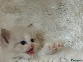 Ragdoll cats for sale: Blue Bi-Colour European Kittens!🩵 - Advert 2