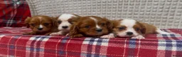 Cavalier King Charles Spaniel dogs for sale: STUNNING CAVALIER KING CHARLES PUPPIES  - Advert 5