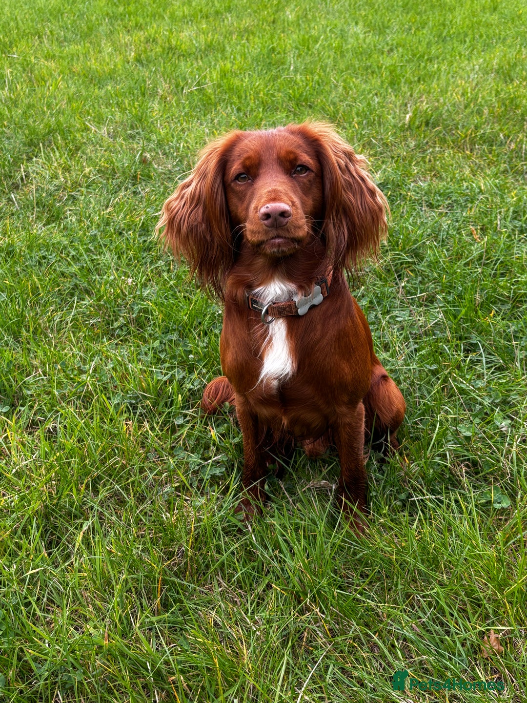 Cocker Spaniel dogs for stud: Available for stud  - Advert 2