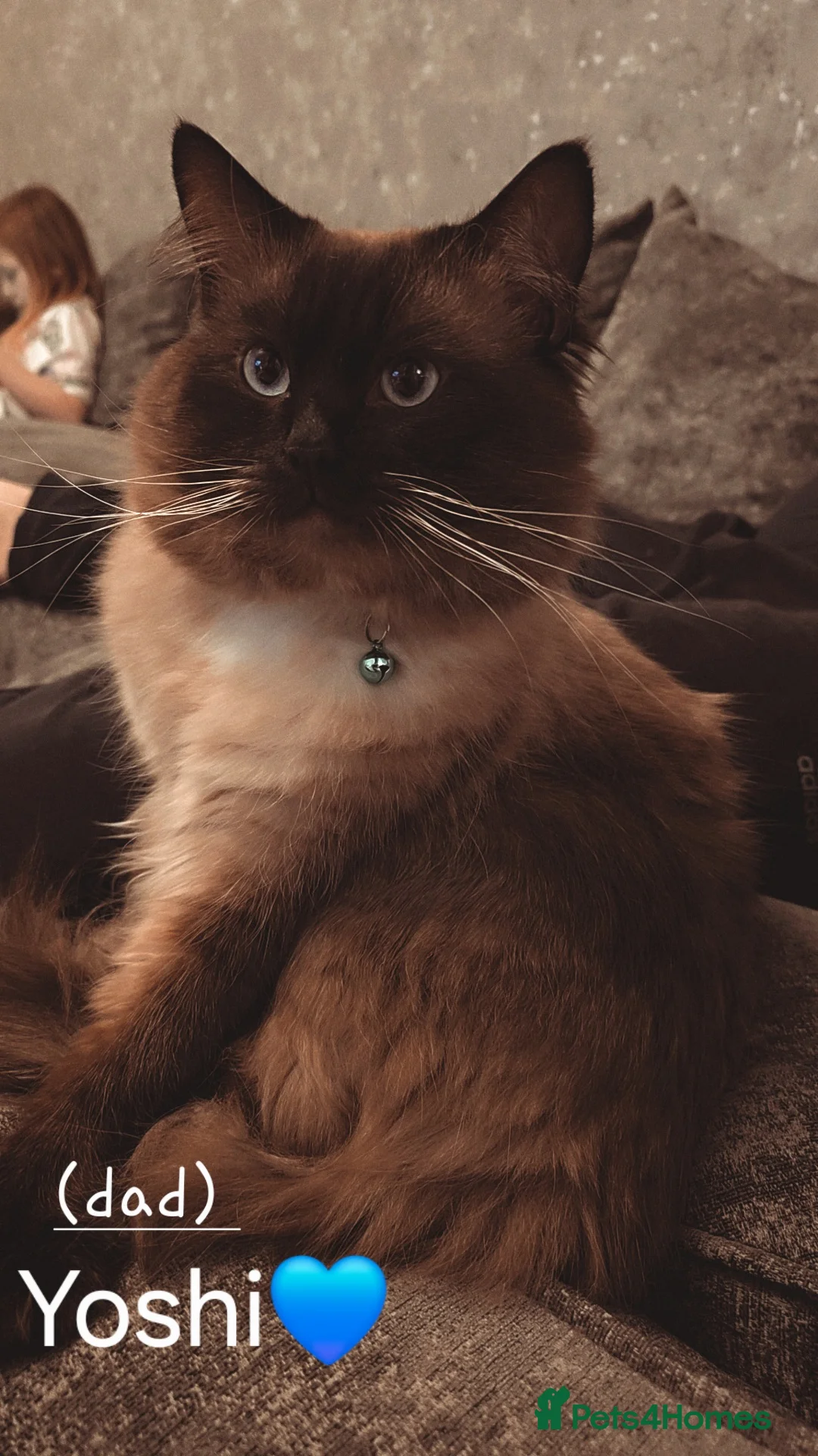Ragdoll cats for sale: Beautiful Ragdoll kittens in Knottingley - Advert 20