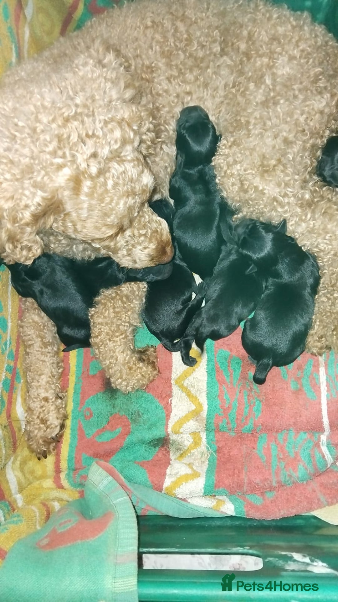 Mixed Breed dogs for sale: Miniature Poodle cross french bulldog puppies  - Image 1