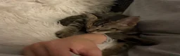 Mixed Breed cats for sale: The most affectionate little tabby - Advert 10