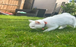British Shorthair cats for sale: 3 beautiful kittens - Image 2