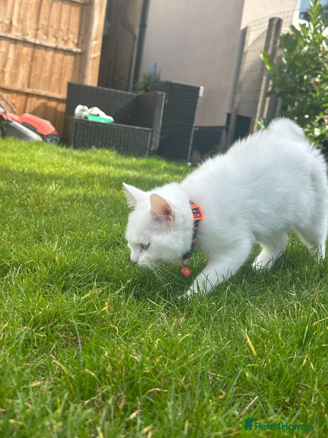 British Shorthair cats for sale: 3 beautiful kittens - Image 2