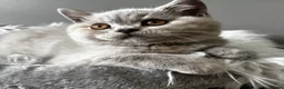 British Longhair cats for sale: **Only 2 Remaining! GCCF British LH/SH Kittens ** - Advert 25
