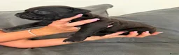 Presa Canario dogs for sale: Pressa canario puppys  in Gravesend - Advert 12