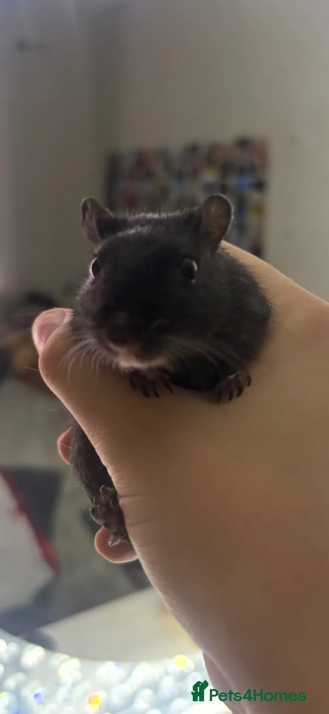 Gerbil rodents for sale: Two gerbils and large cage in Milton Keynes - Advert 2