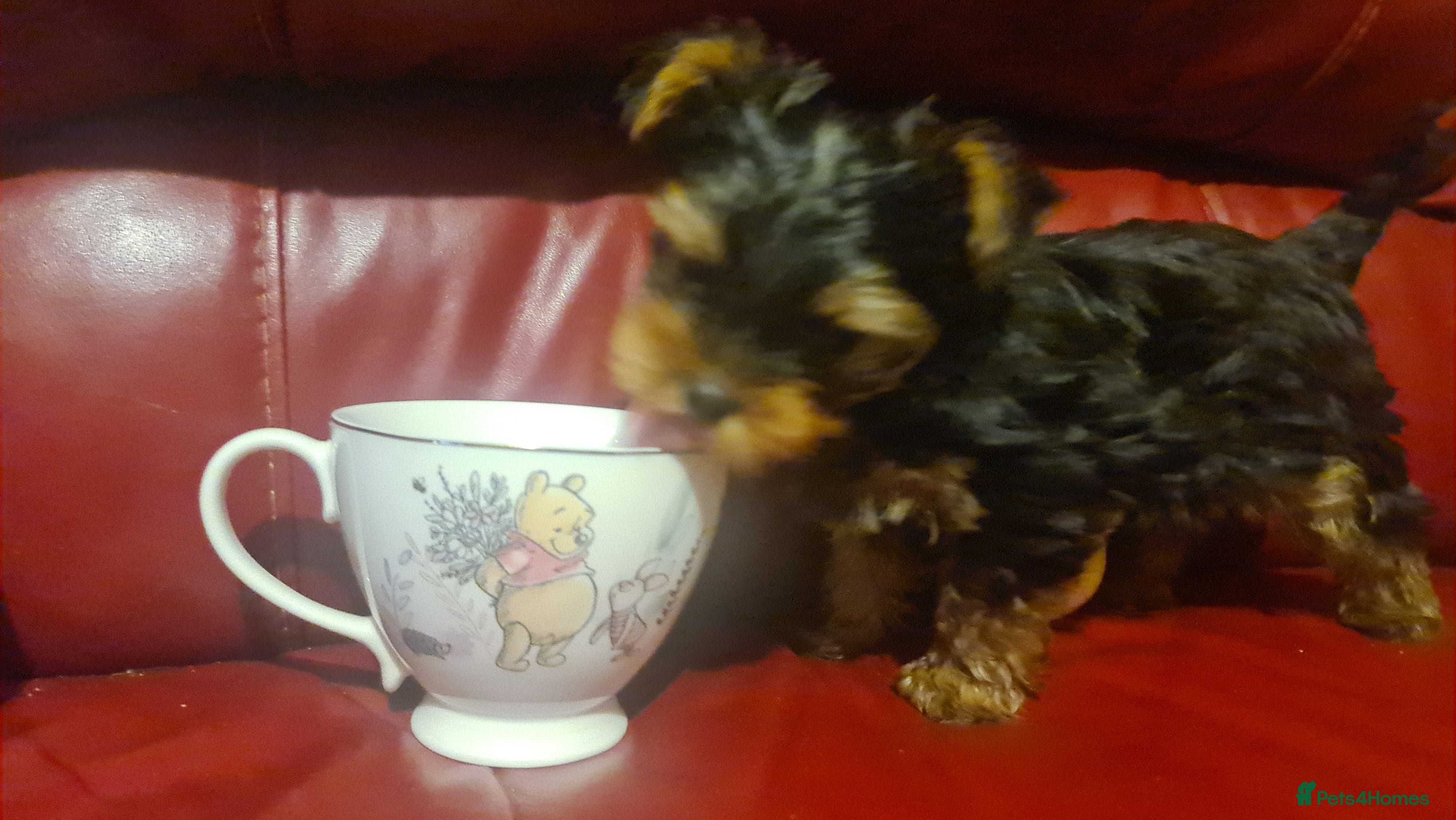 Yorkshire Terrier dogs Yorkie Terrier Puppy for Sale - Advert 1