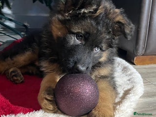 German Shepherd dogs Outstanding long haired Gsd pups for sale - Advert 14