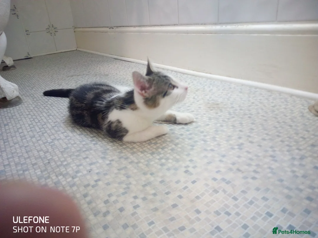 British Shorthair cats for sale: Friendly happy kitten  - Advert 8