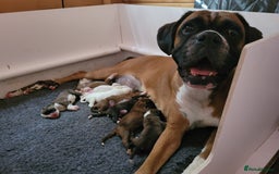 Boxer dogs for sale: KC Registered Boxer Puppies - Image 4