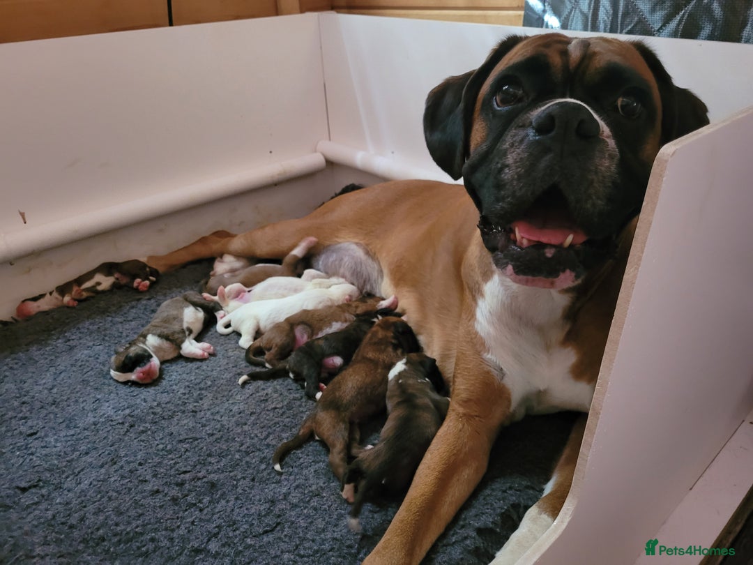 Boxer dogs for sale: KC Registered Boxer Puppies - Image 4