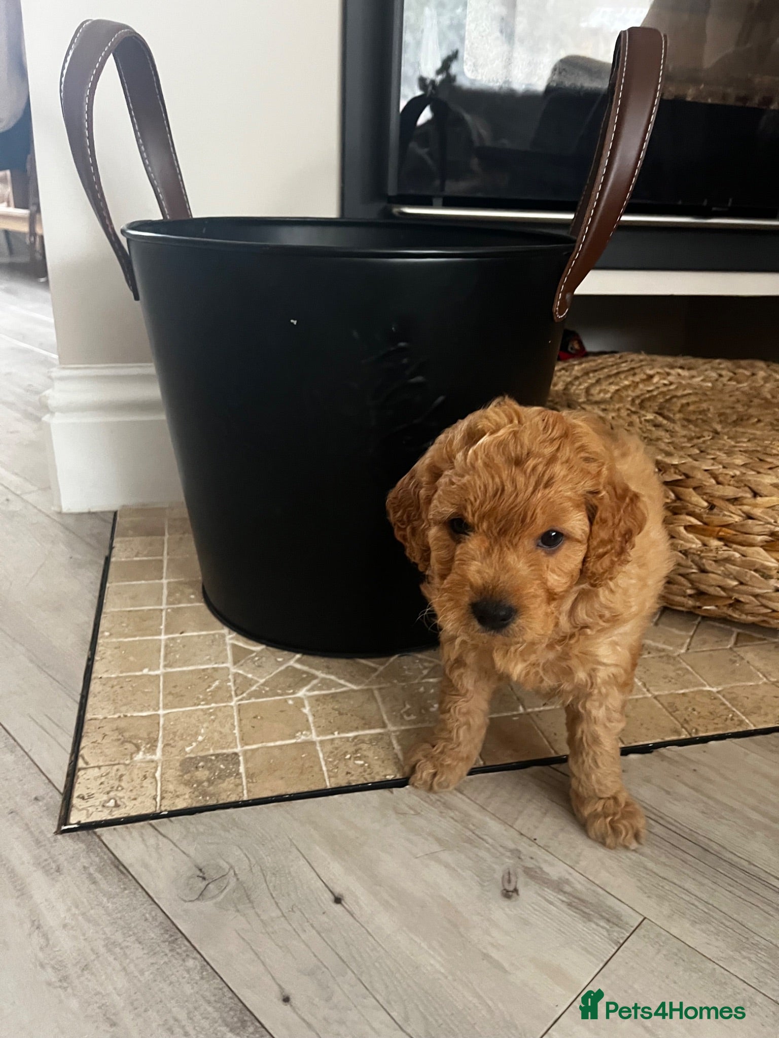 Cockapoo dogs DNA health clear Miniature f1b Cockapoo puppies 🌟 - Advert 2