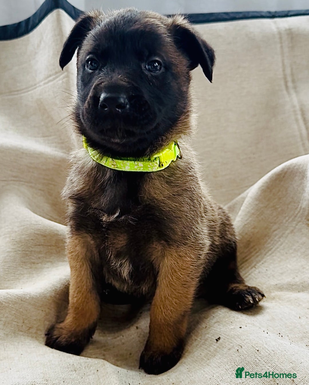 Belgian Shepherd Dog dogs for sale: Skye x Nines very last litter ever! 3B &7G  - Image 27