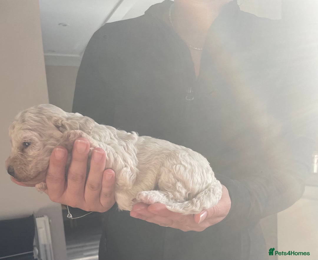 Mixed Breed dogs for sale: Cockapoo/poochon - Image 16