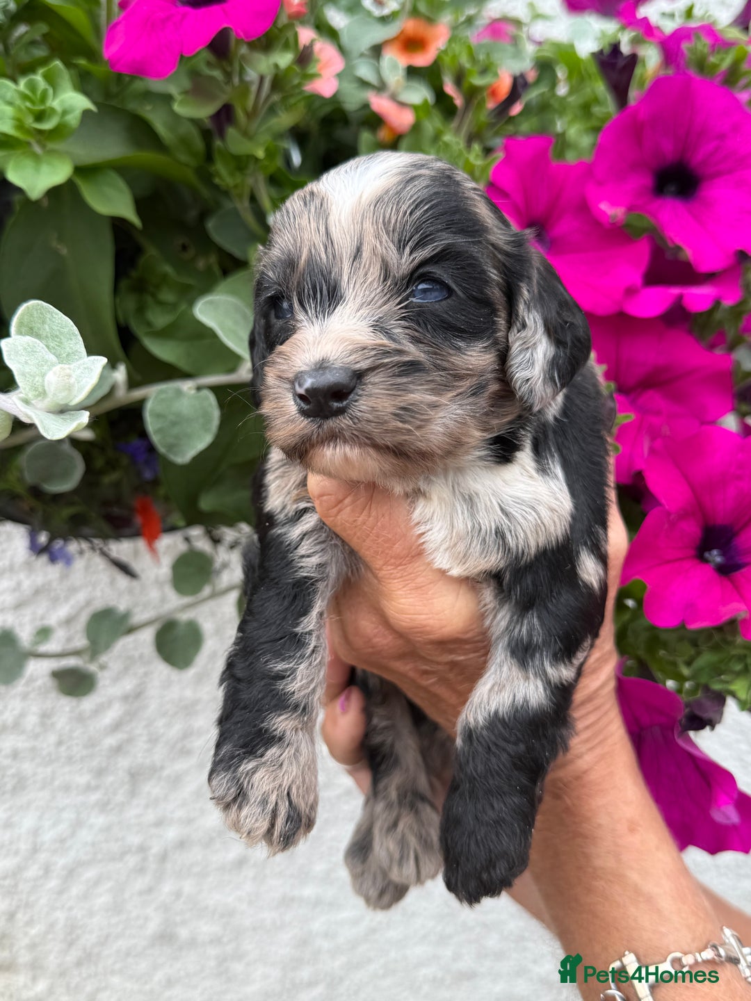 Cockapoo dogs for sale: Ready now Cracking F1 Cockapoos - Image 8