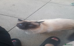 Birman cats for sale: Beautiful bonded cats, Birman and ragdoll females - Image 3