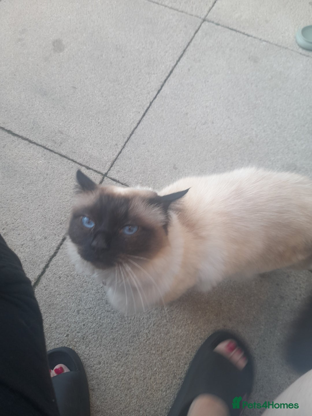 Birman cats for sale: Beautiful bonded cats, Birman and ragdoll females - Image 3