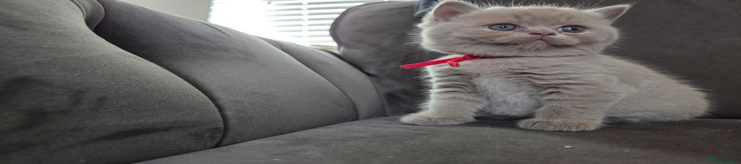 British Shorthair Kitten 2