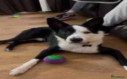 Border Collie dogs for sale: Billy 3 year old border collie - Image 5