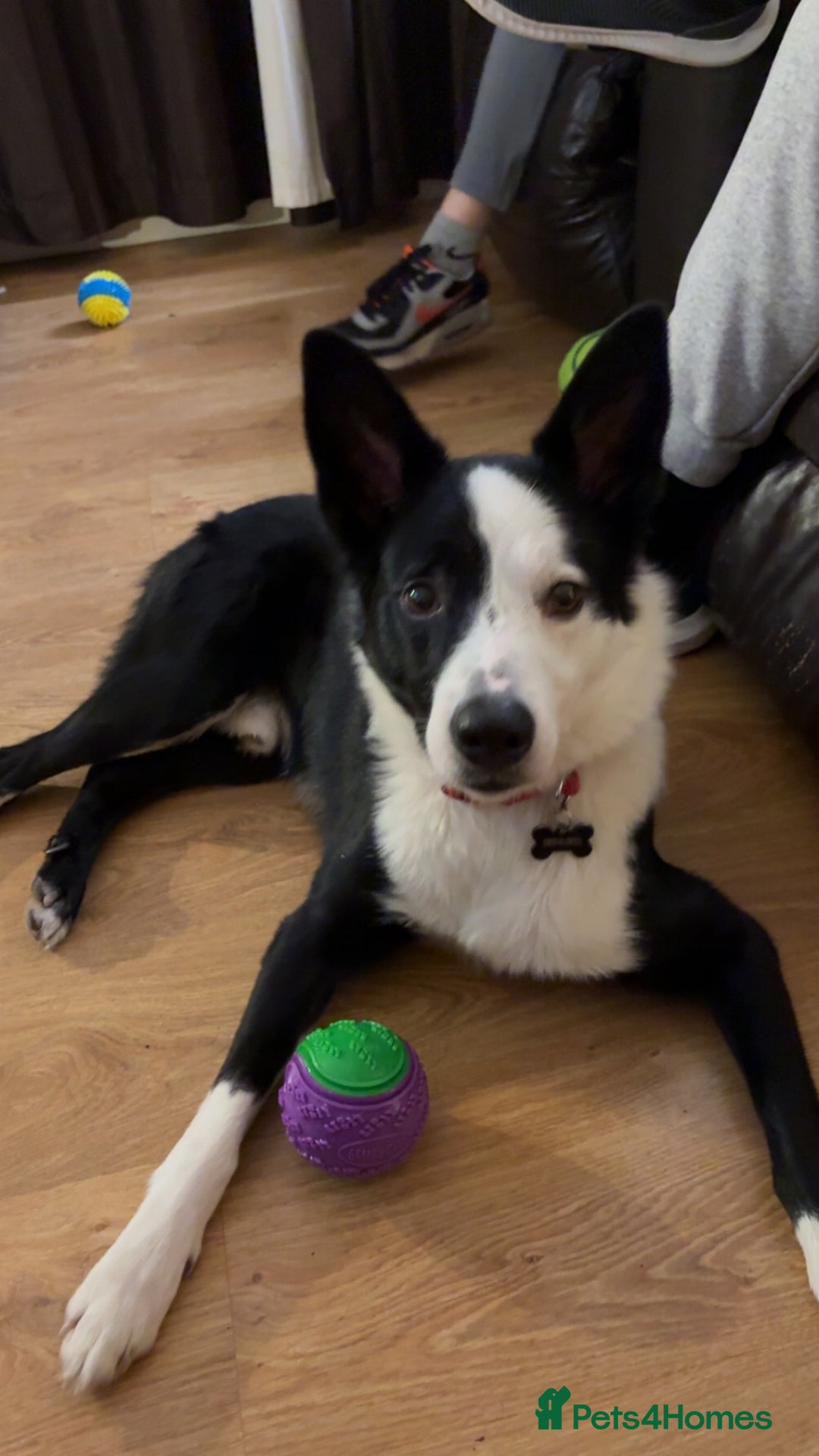 Border Collie dogs for sale: Billy 3 year old border collie - Image 5