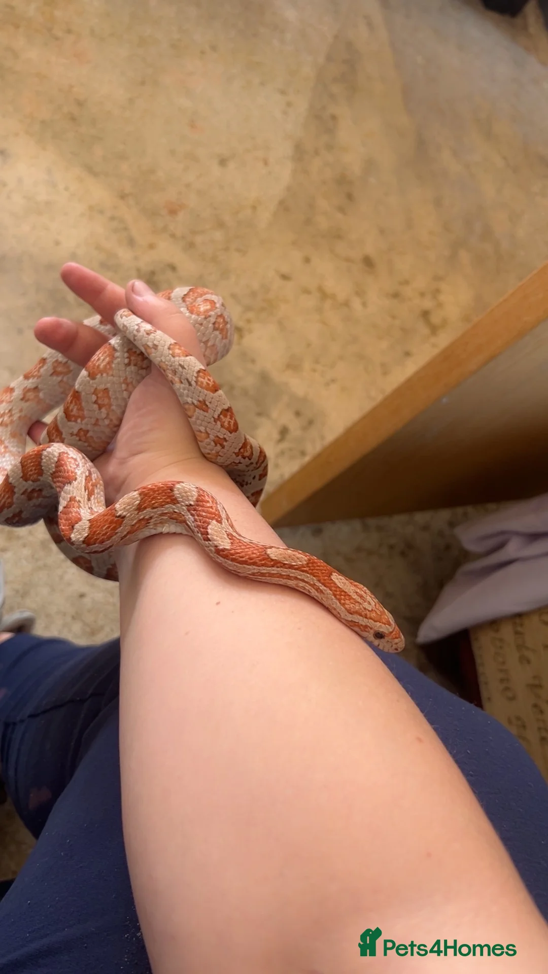 Corn Snake reptiles for sale: 4 year old corn snake  - Advert 5