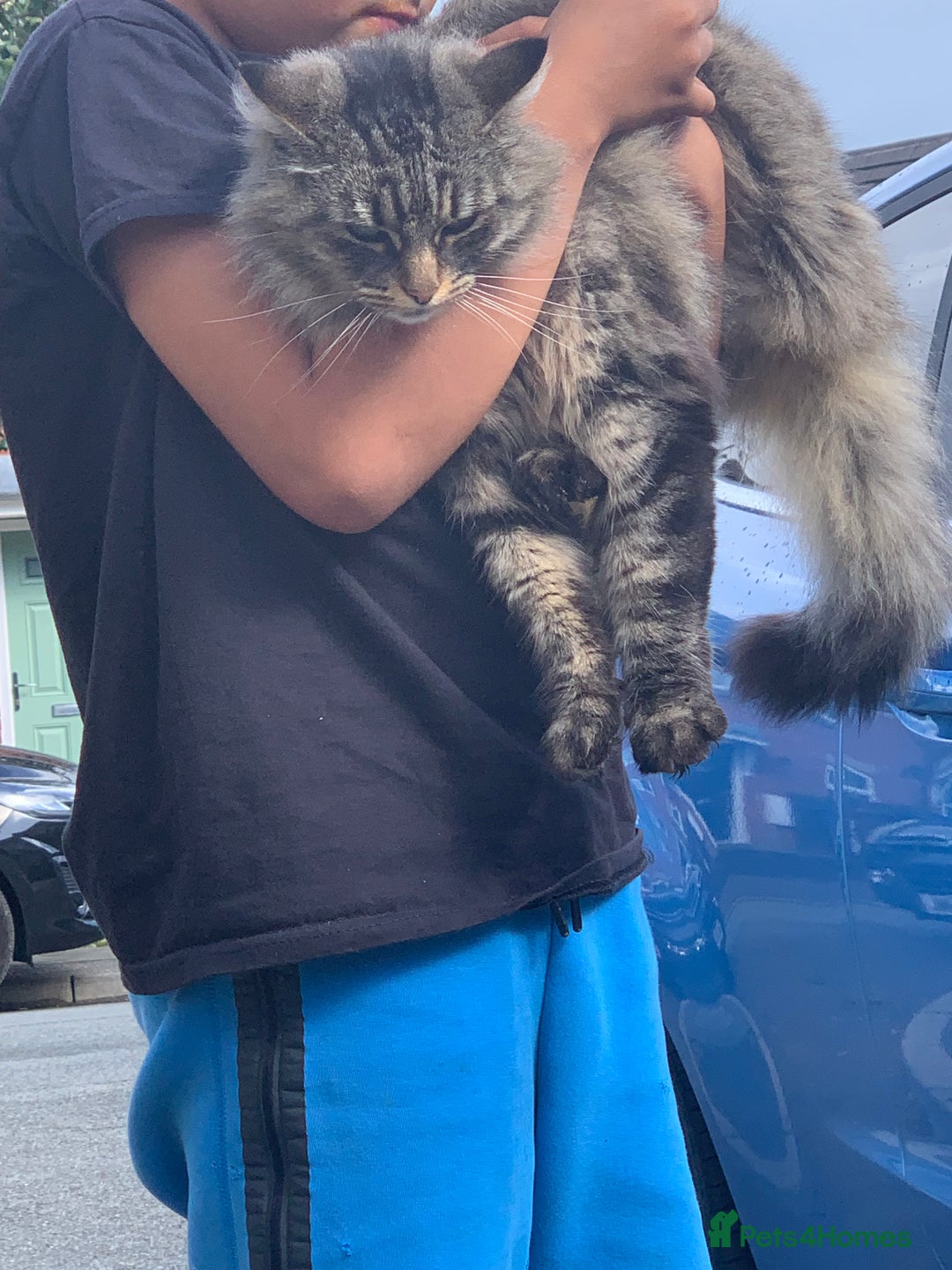 Norwegian Forest Cat cats for sale: A big stunning Norwegian Forest Cat femail - Image 2