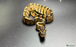 Python Snake reptiles for sale: Beautiful Ball Python Babies - Image 4