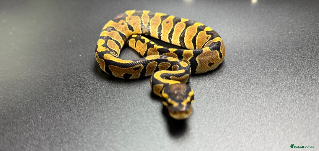 Python Snake reptiles for sale: Beautiful Ball Python Babies - Image 4