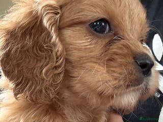 Mixed Breed dogs Gorgeous mini apricot and black Cavapoo pups - Advert 5