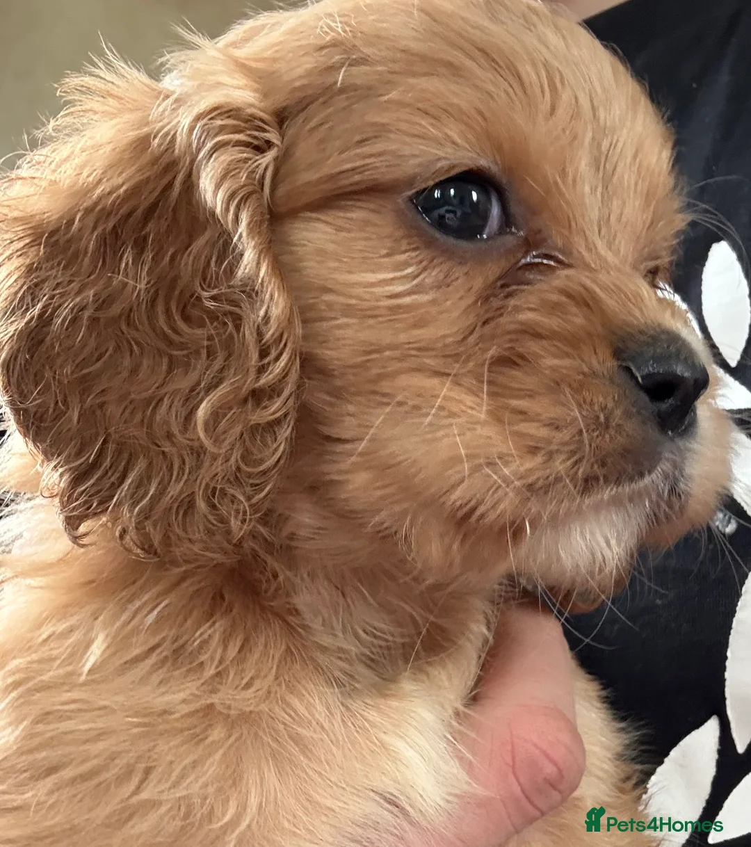 Mixed Breed dogs for sale: Mini Cavapoo puppy’s black and gold  - Advert 6