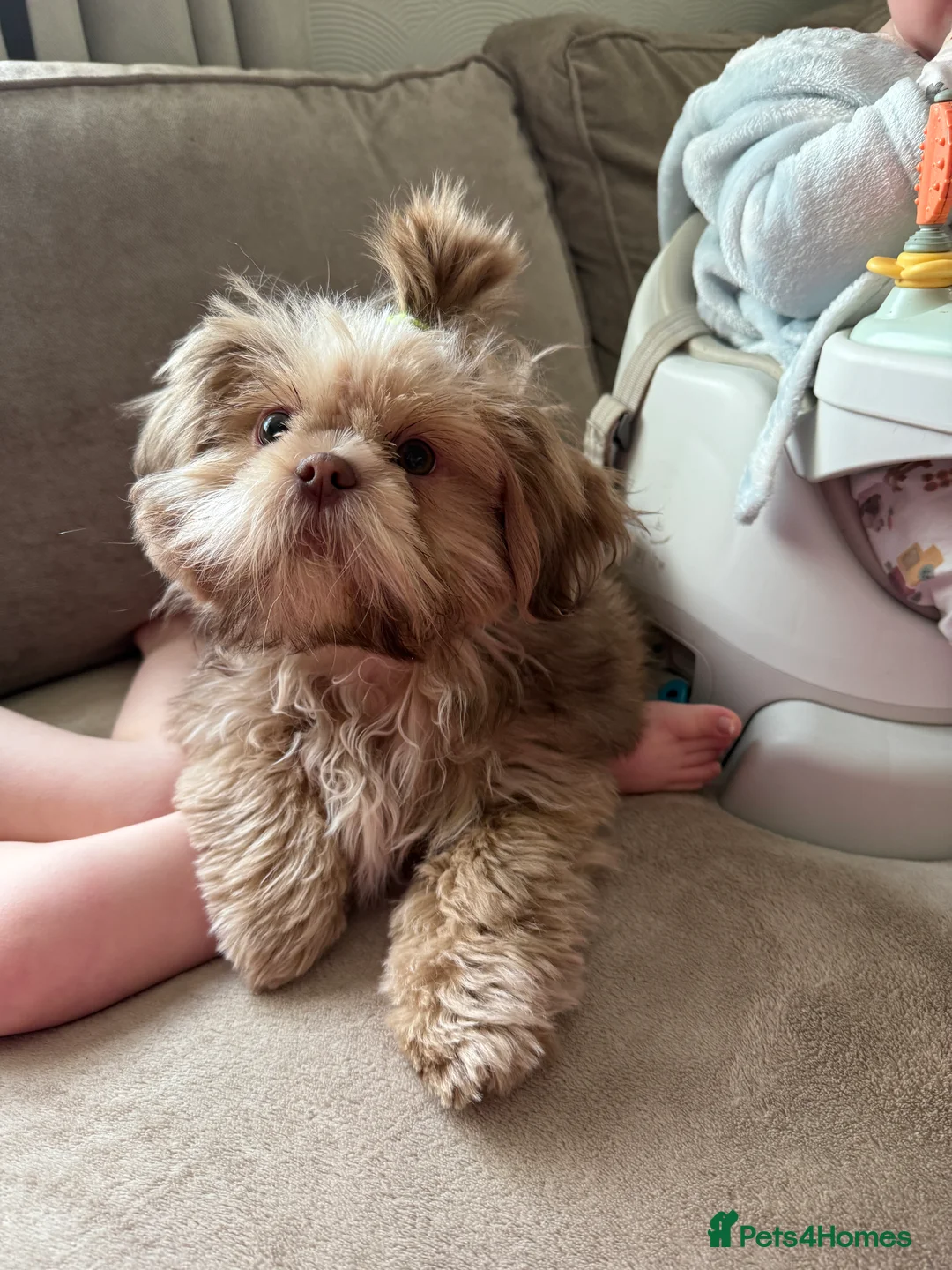 Shih Tzu dogs for sale: Shih Tzu puppy - Advert 8