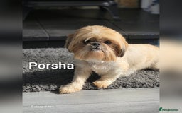 Shih Tzu dogs for sale: 3 lovely adult girls  - Image 3