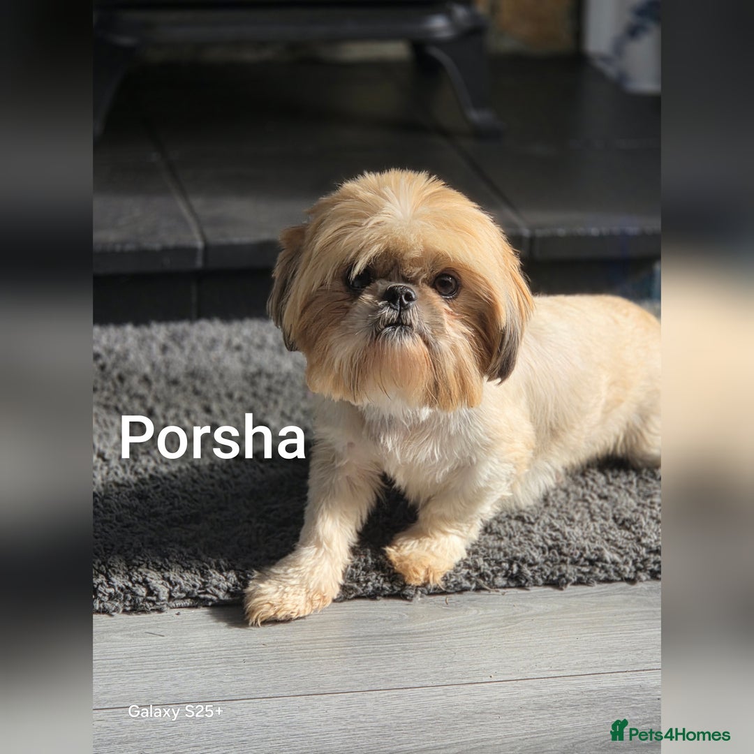 Shih Tzu dogs for sale: 3 lovely adult girls  - Image 3
