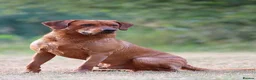 Labrador Retriever dogs for stud: *PROVEN* Autumnsoak Delphinium Bryn Hips 0/0 - Advert 2