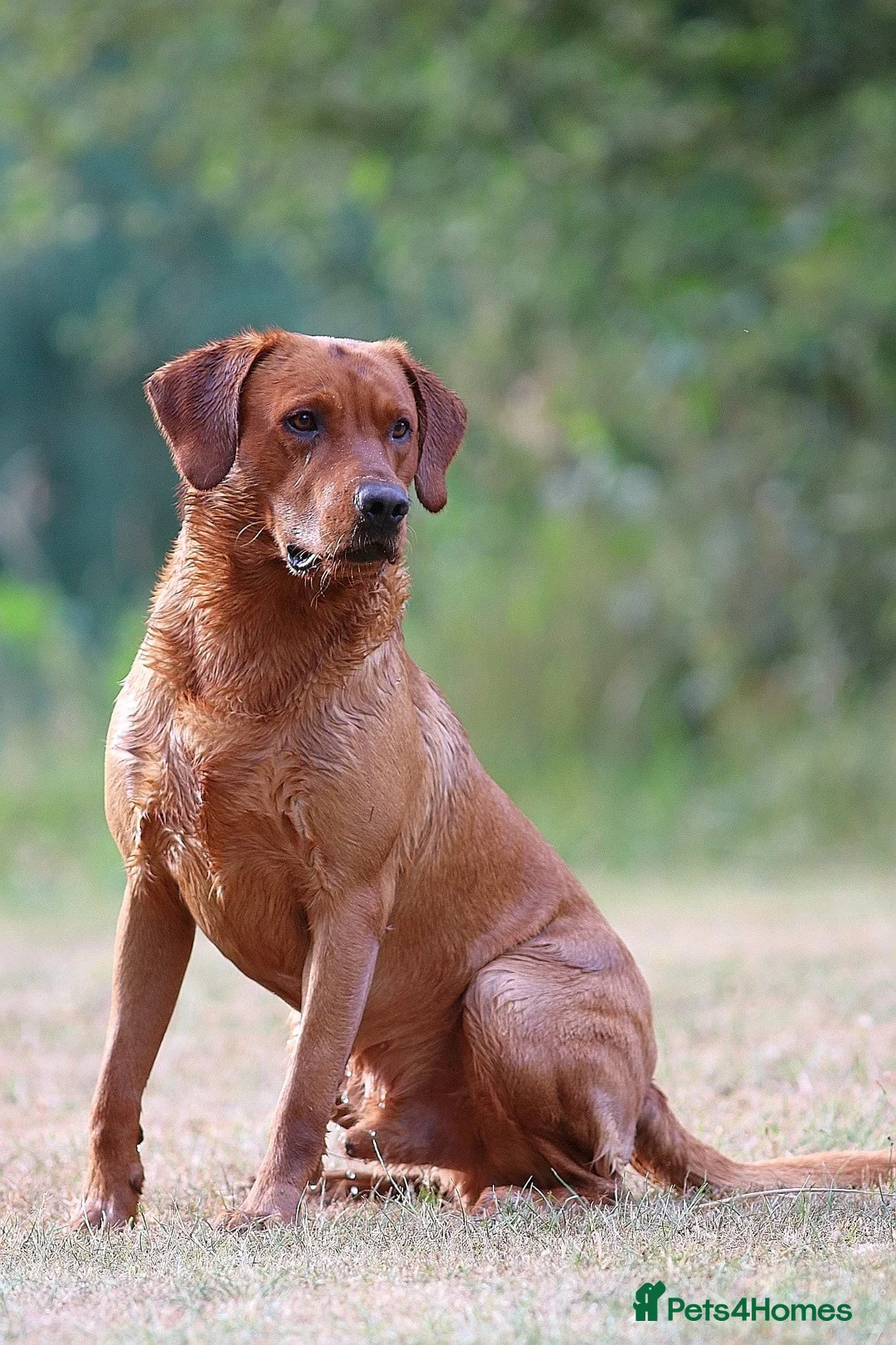 Labrador Retriever dogs for stud: *PROVEN* Autumnsoak Delphinium Bryn Hips 0/0 - Advert 2