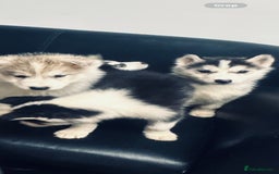 Siberian Husky dogs for sale: Siberian husky - Advert 11